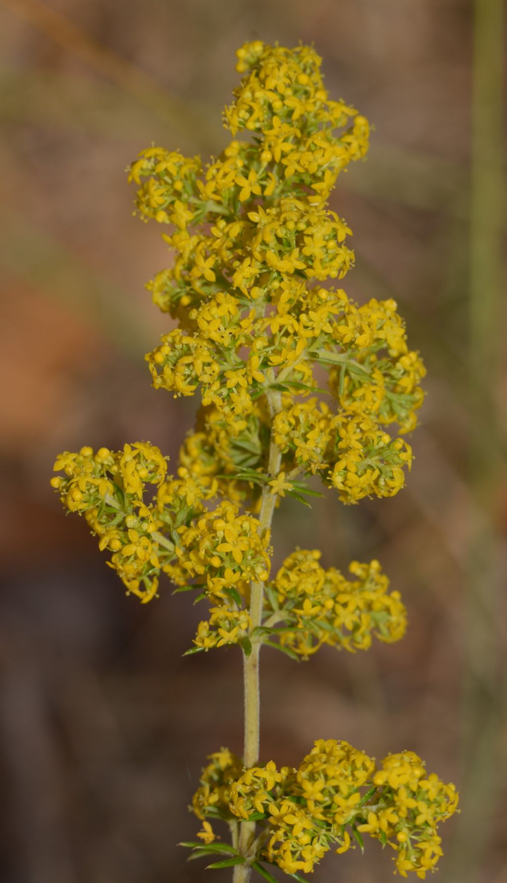 Galium verum